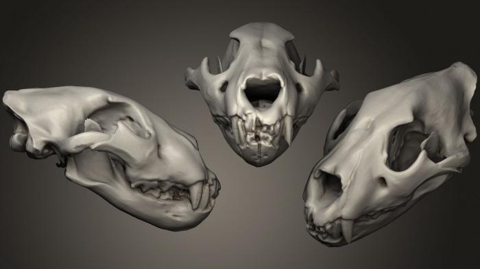 Anatomy of skeletons and skulls (ANTM_0246) 3D model for CNC machine